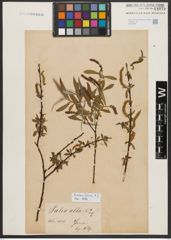 Foto von Salix alba L.